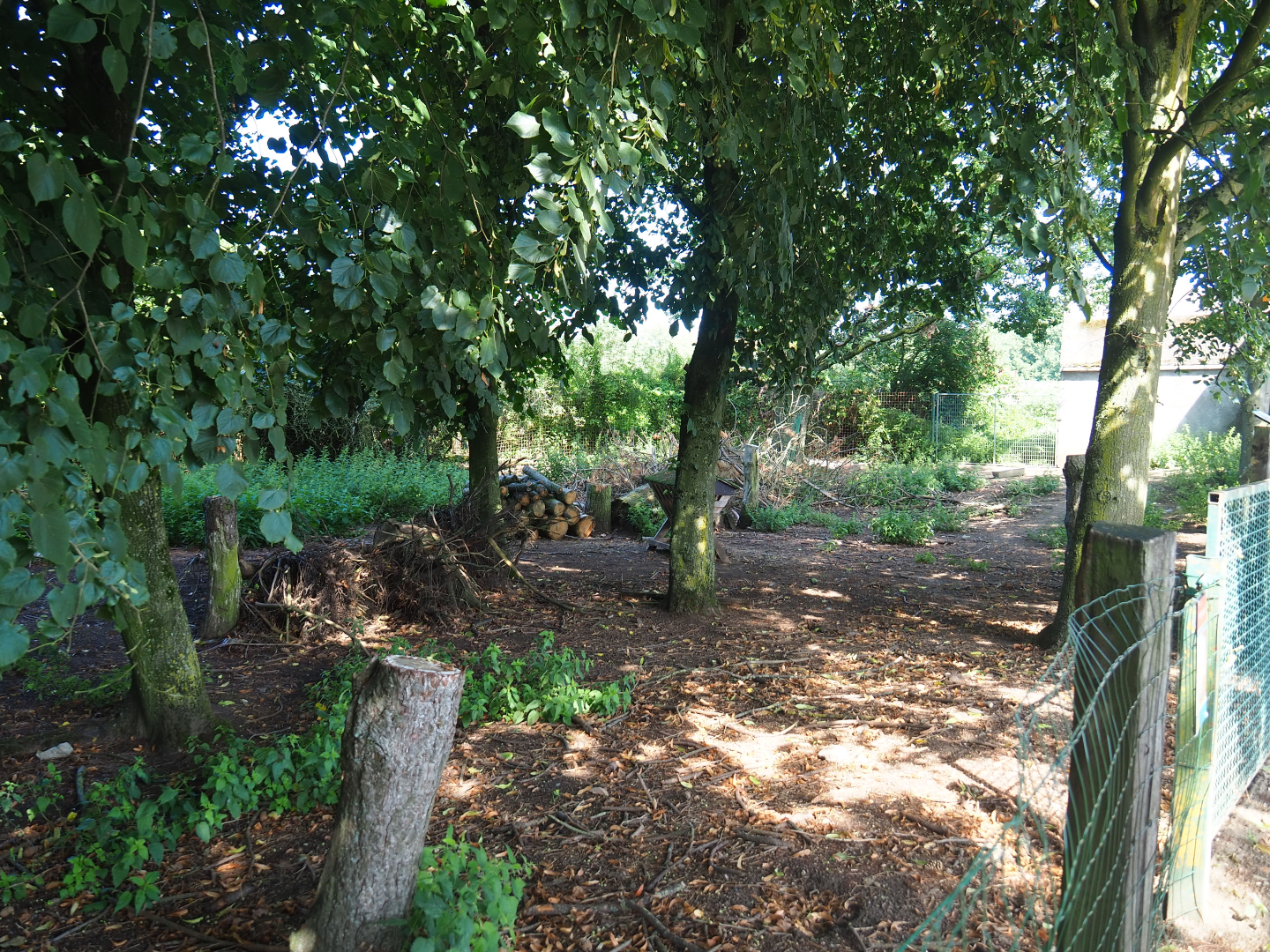 Red-necked wallaby - Emu exhibit, 2019-08-04