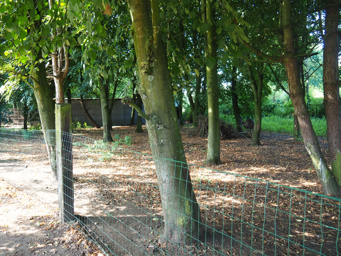 Red-necked wallaby - Emu exhibit, 2019-08-04