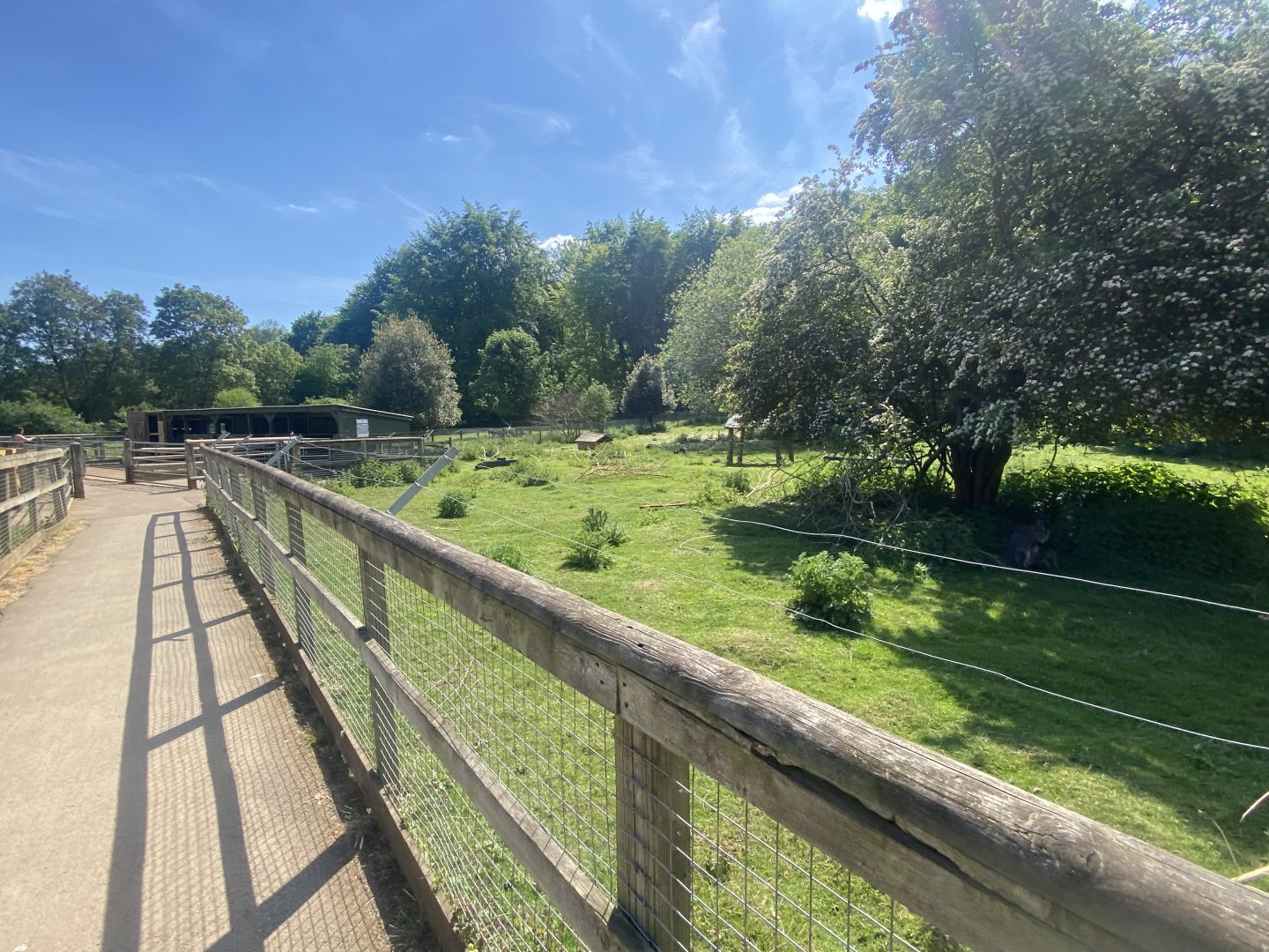Red-necked wallaby enclosure 090525