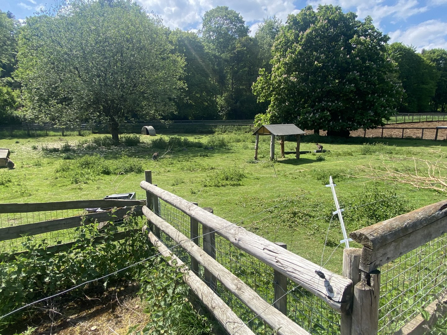Red-necked wallaby enclosure 090525