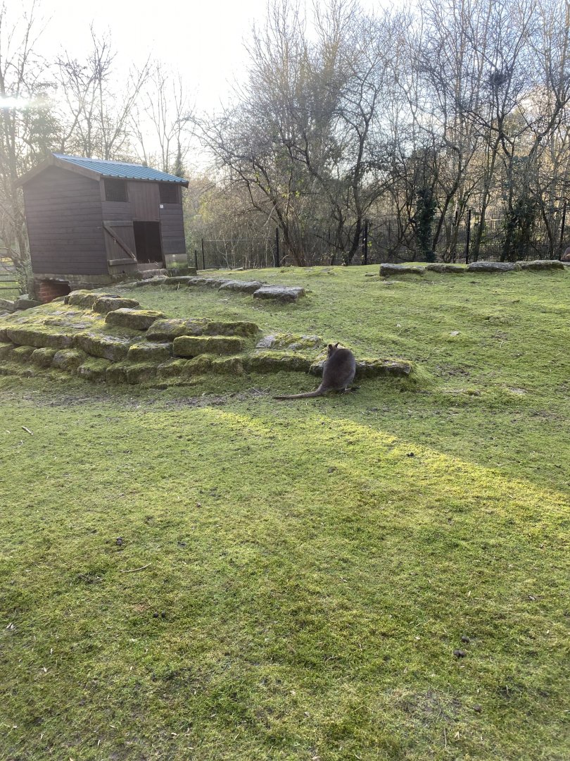 Red-necked wallaby enclosure 260124