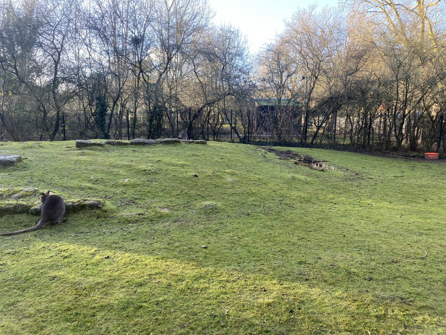 Red-necked wallaby enclosure 260124
