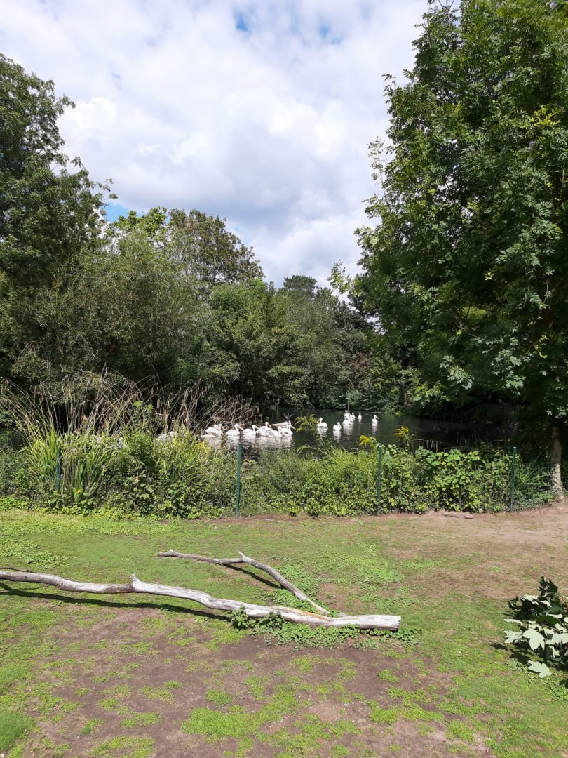 Red necked wallaby Enclosure and Greater White pelicans