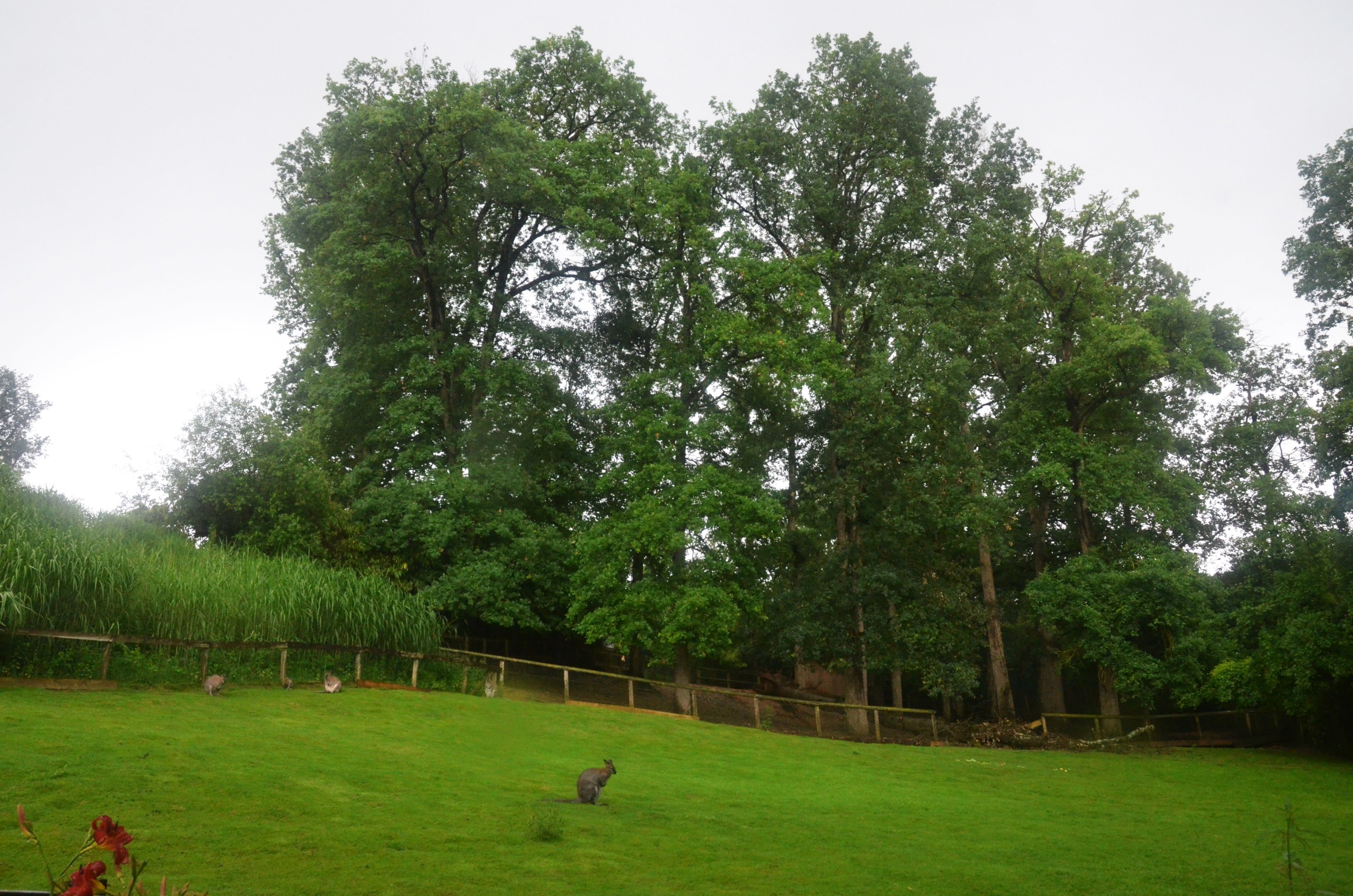 Red-necked Wallaby Enclosure at La Flèche, 11/06/18