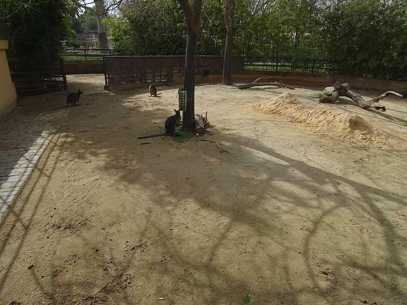 Red-necked wallaby enclosure