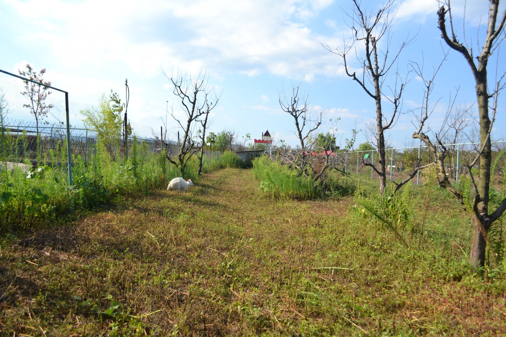 Red-necked wallaby enclosure