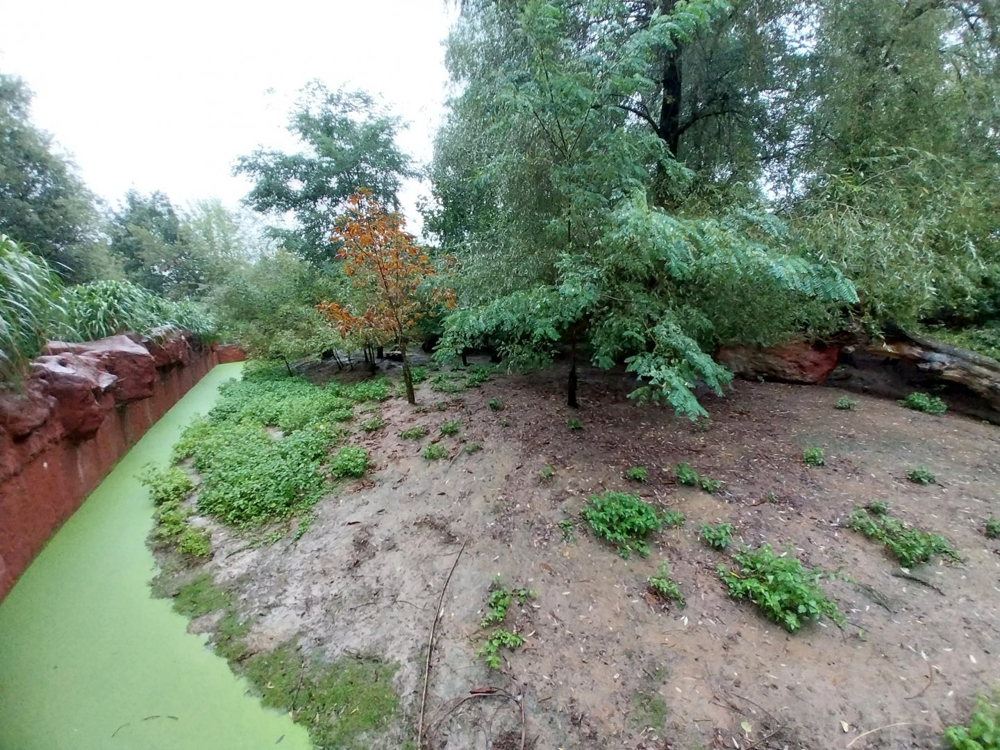 Red-necked wallaby enclosure
