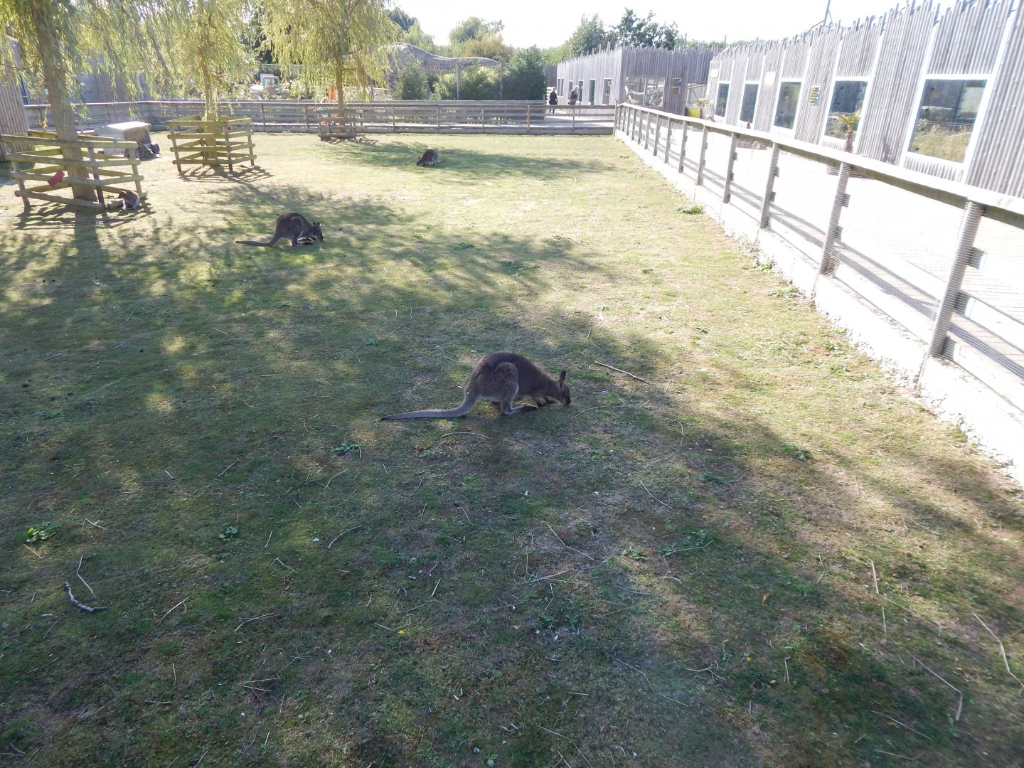 Red-necked wallaby exhibit 030924