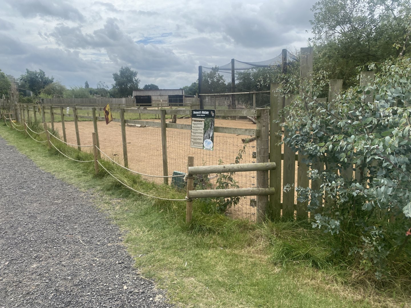 Red-necked wallaby exhibit 040824