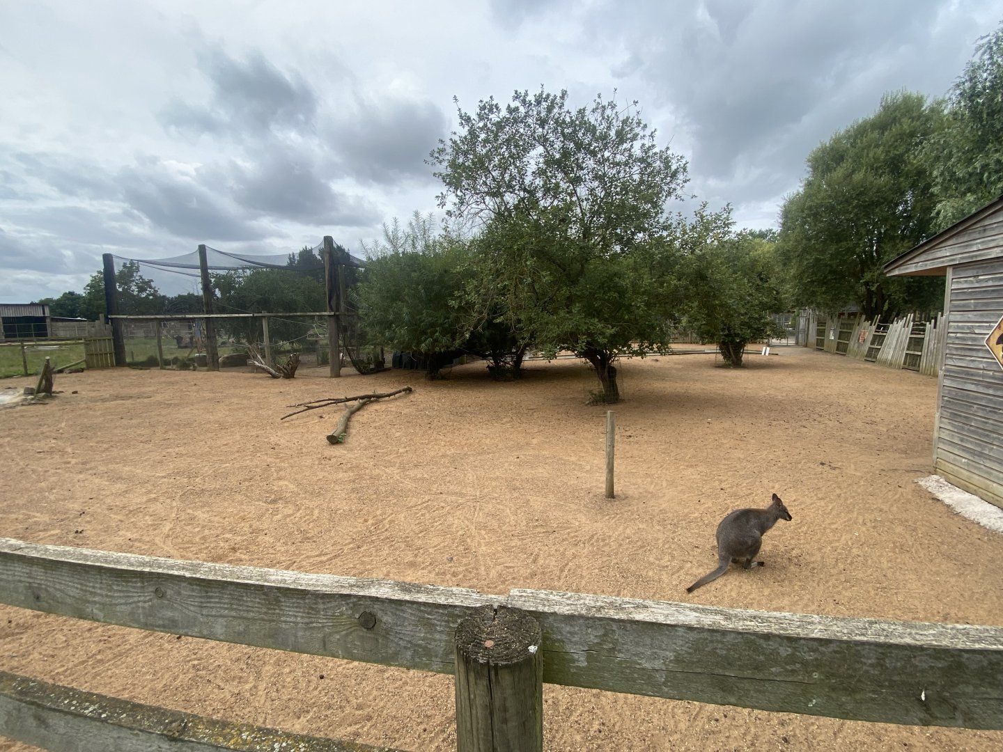 Red-necked wallaby exhibit 040824