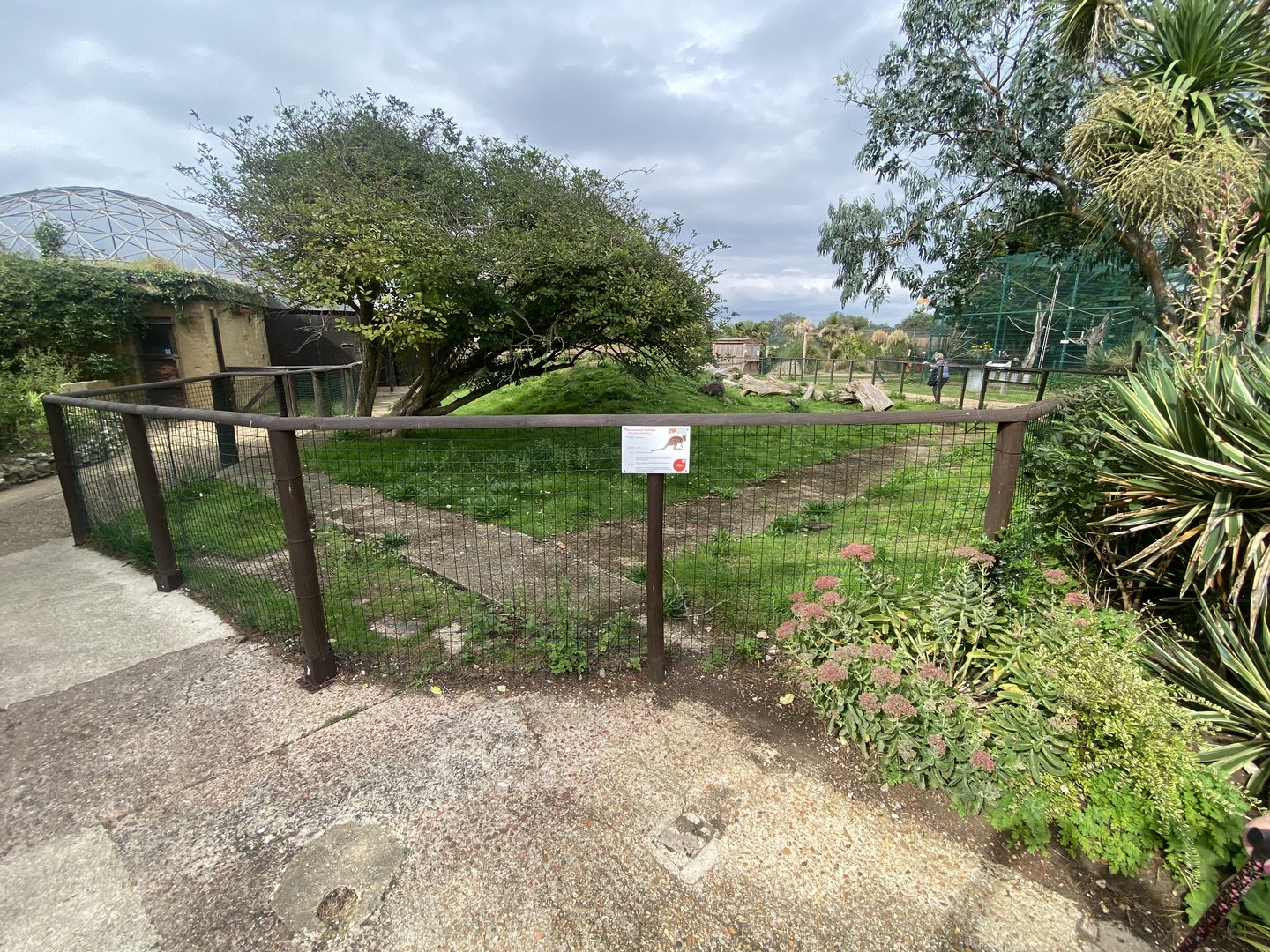 Red-necked wallaby exhibit 130923