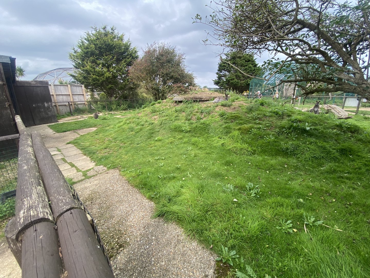 Red-necked wallaby exhibit 130923