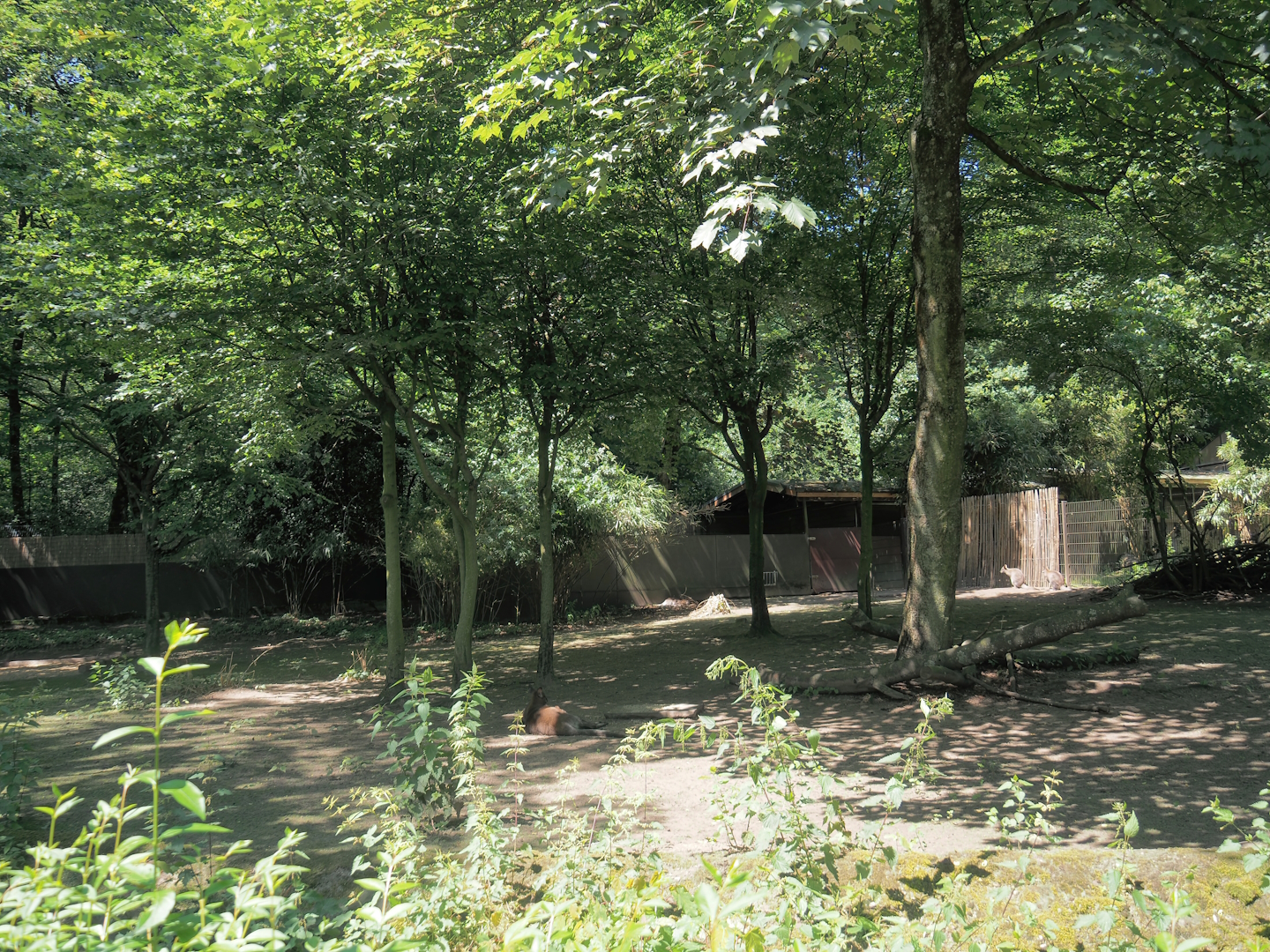 Red-necked wallaby exhibit, 2024-06-08