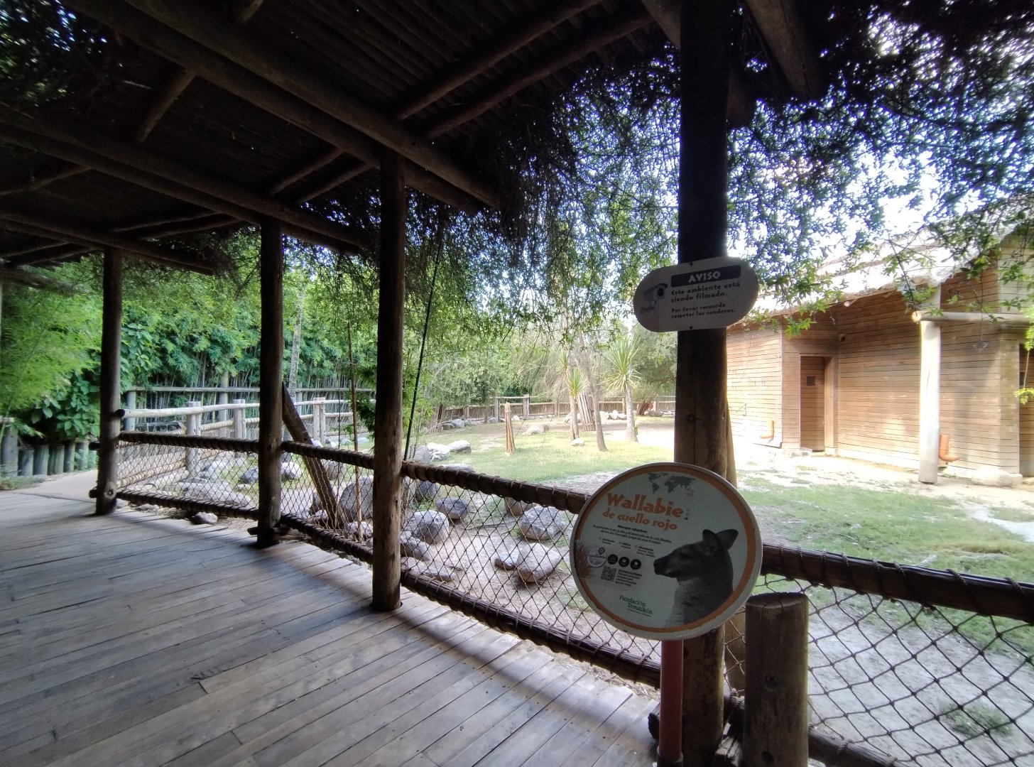 Red-necked wallaby exhibit - Temaiken