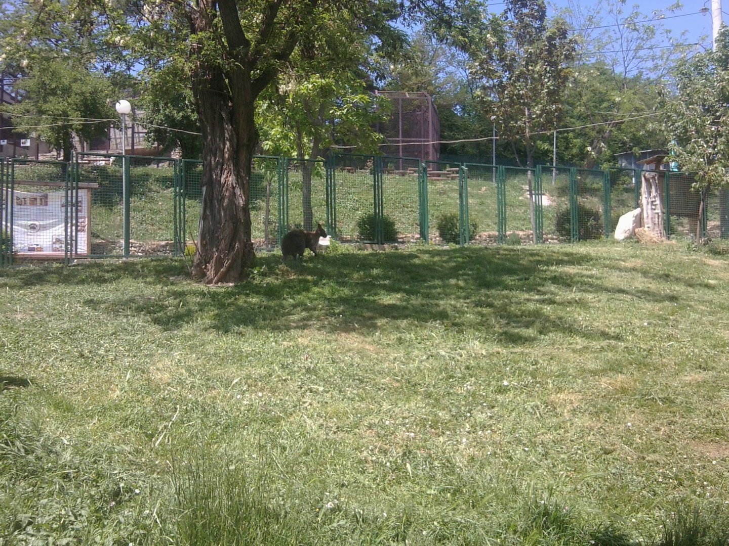 Red-necked wallaby exhibit; the wallaby under tree