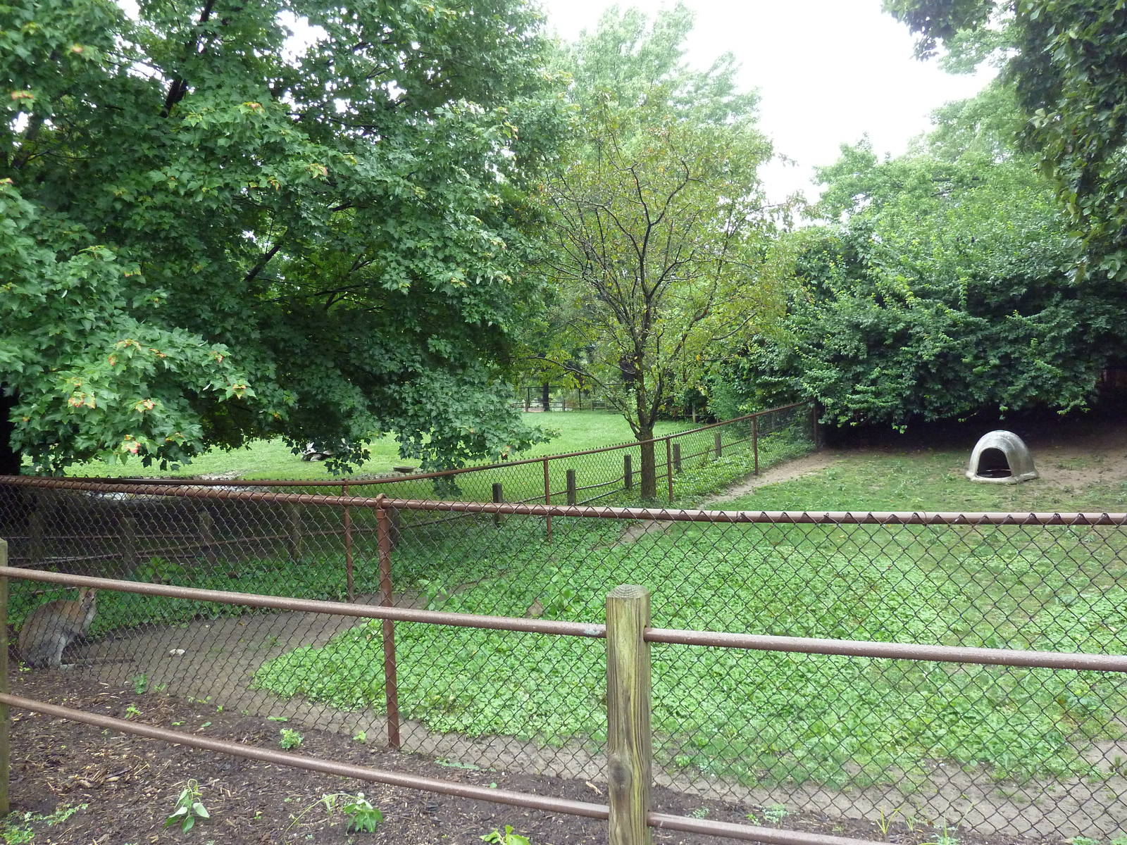 Red-Necked Wallaby Exhibit