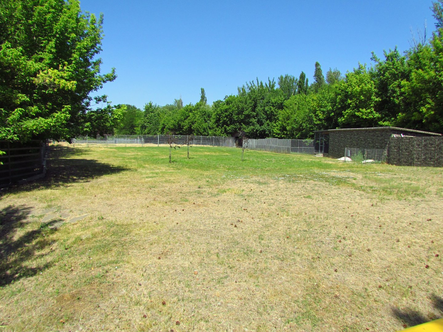 Red-necked wallaby exhibit