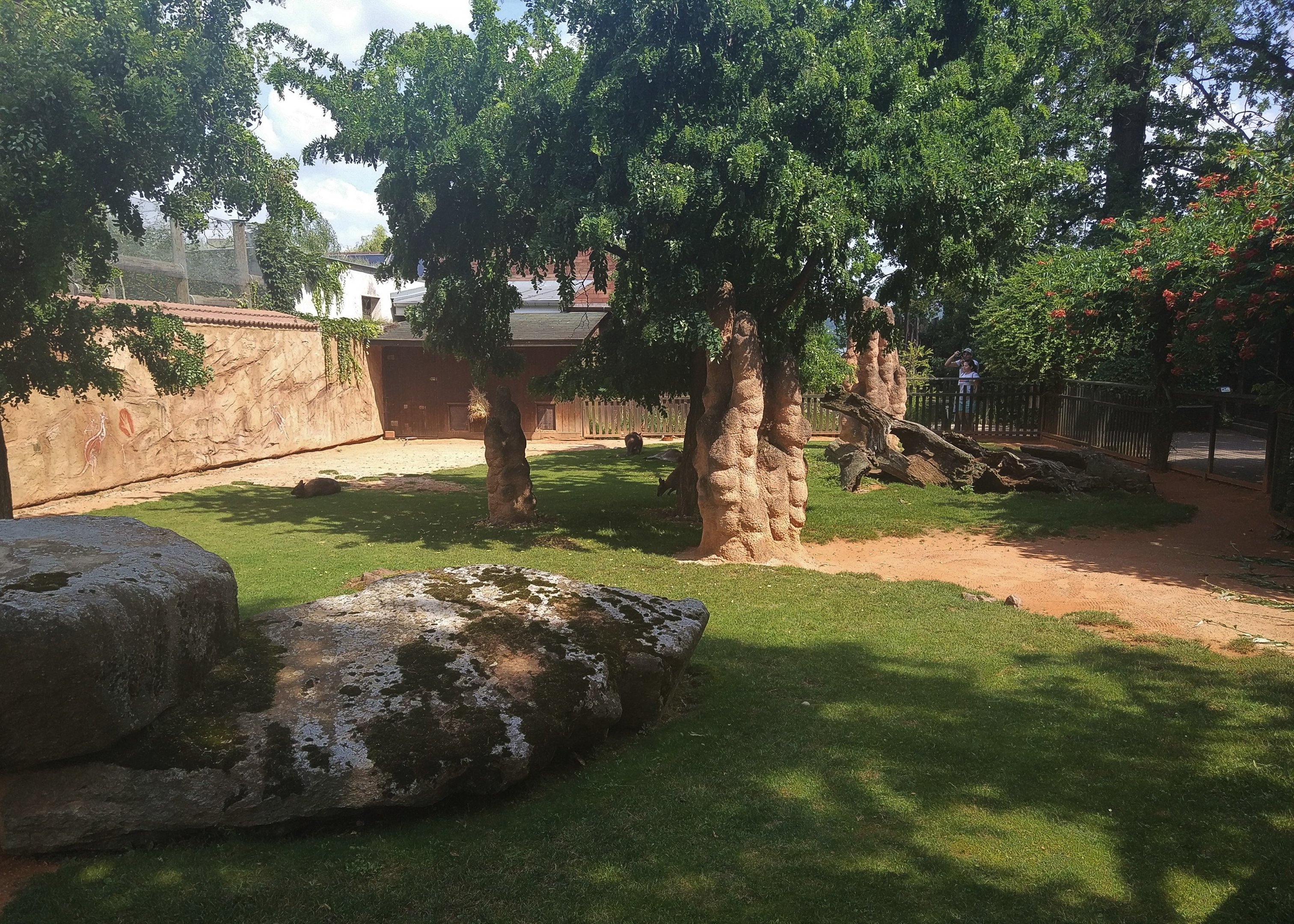 Red-necked Wallaby Exhibit