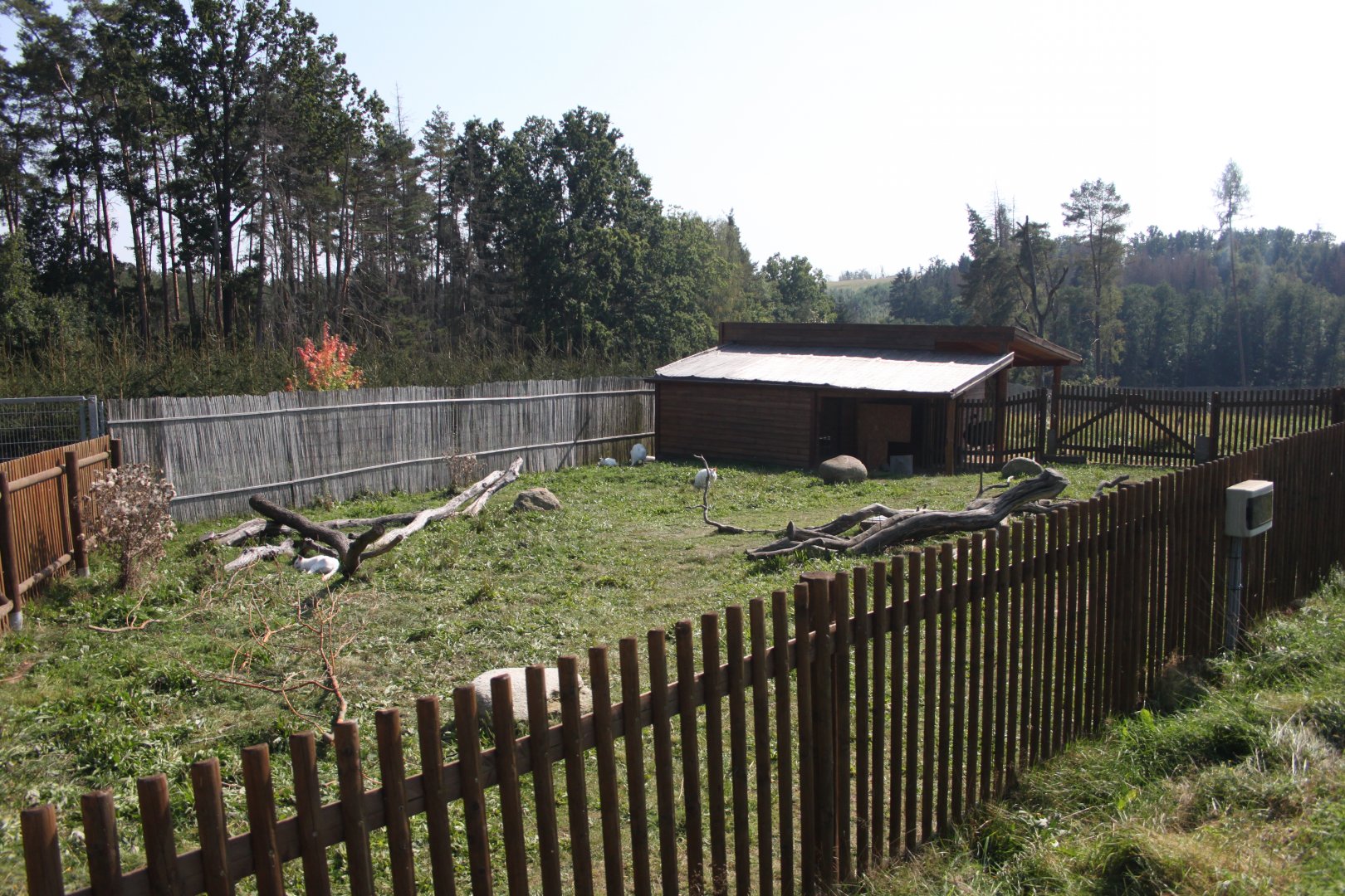 Red-necked wallaby exhibit