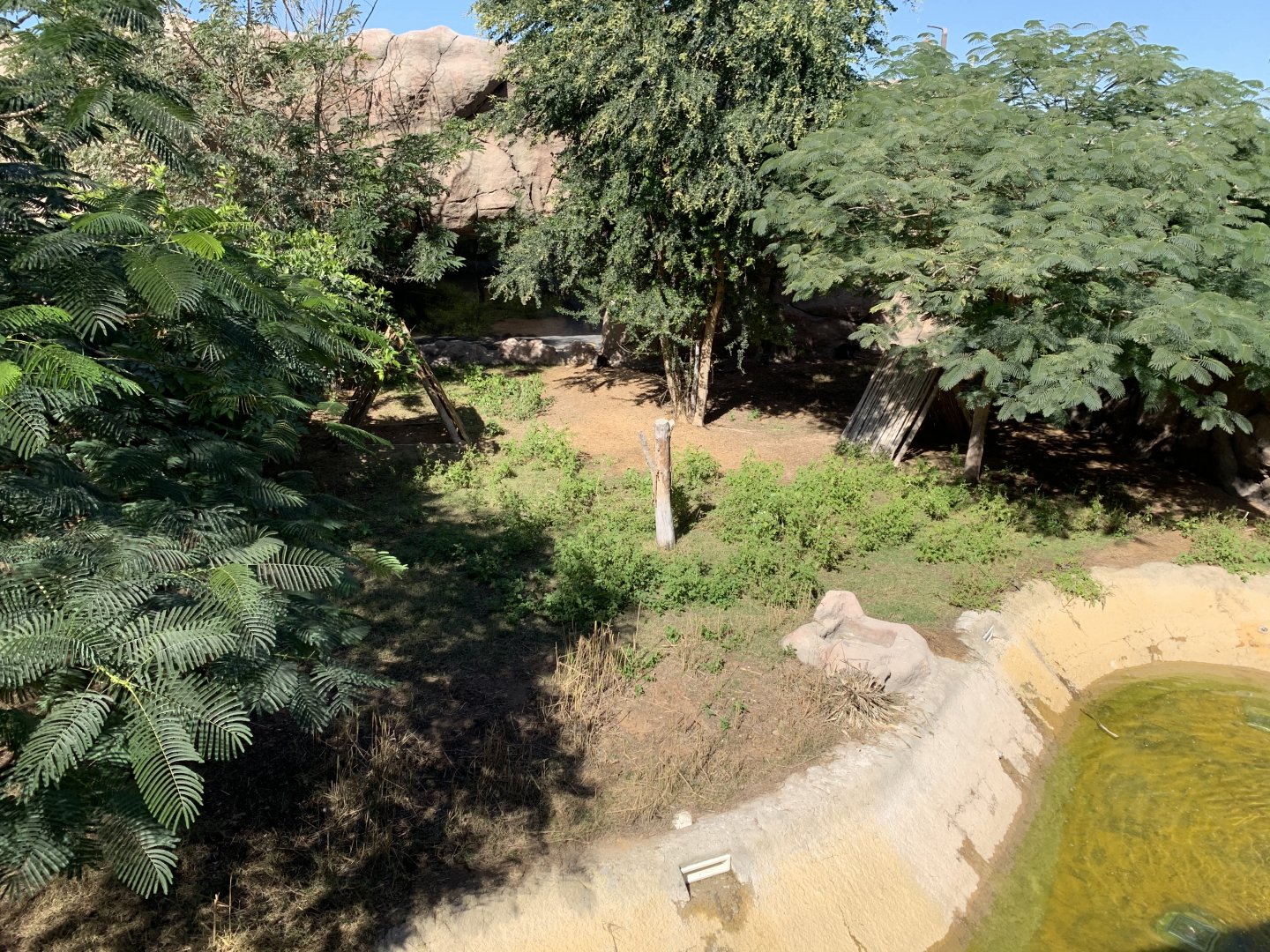 Red-necked wallaby exhibit