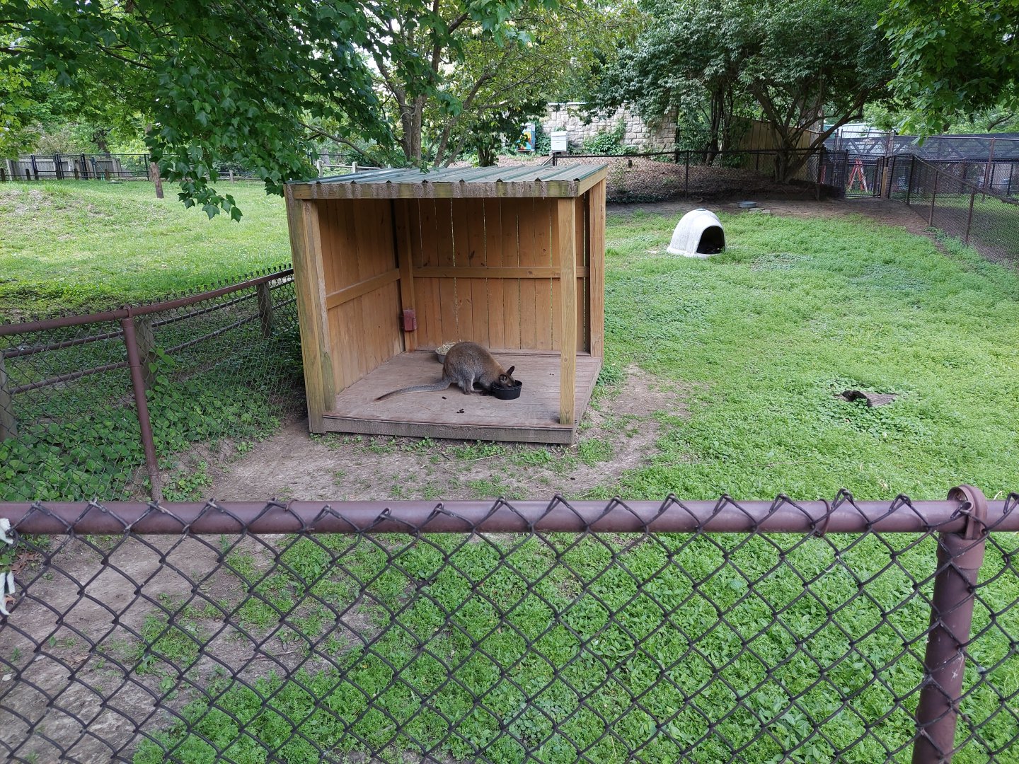Red-Necked Wallaby Exhibit