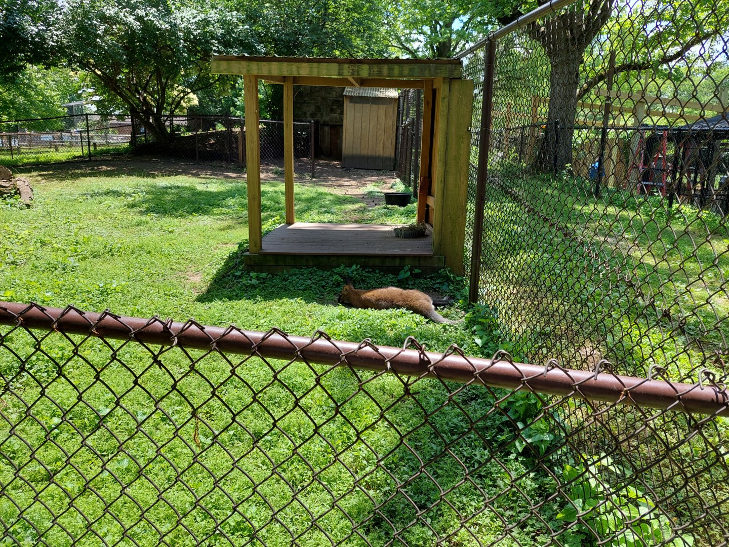 Red-Necked Wallaby exhibit