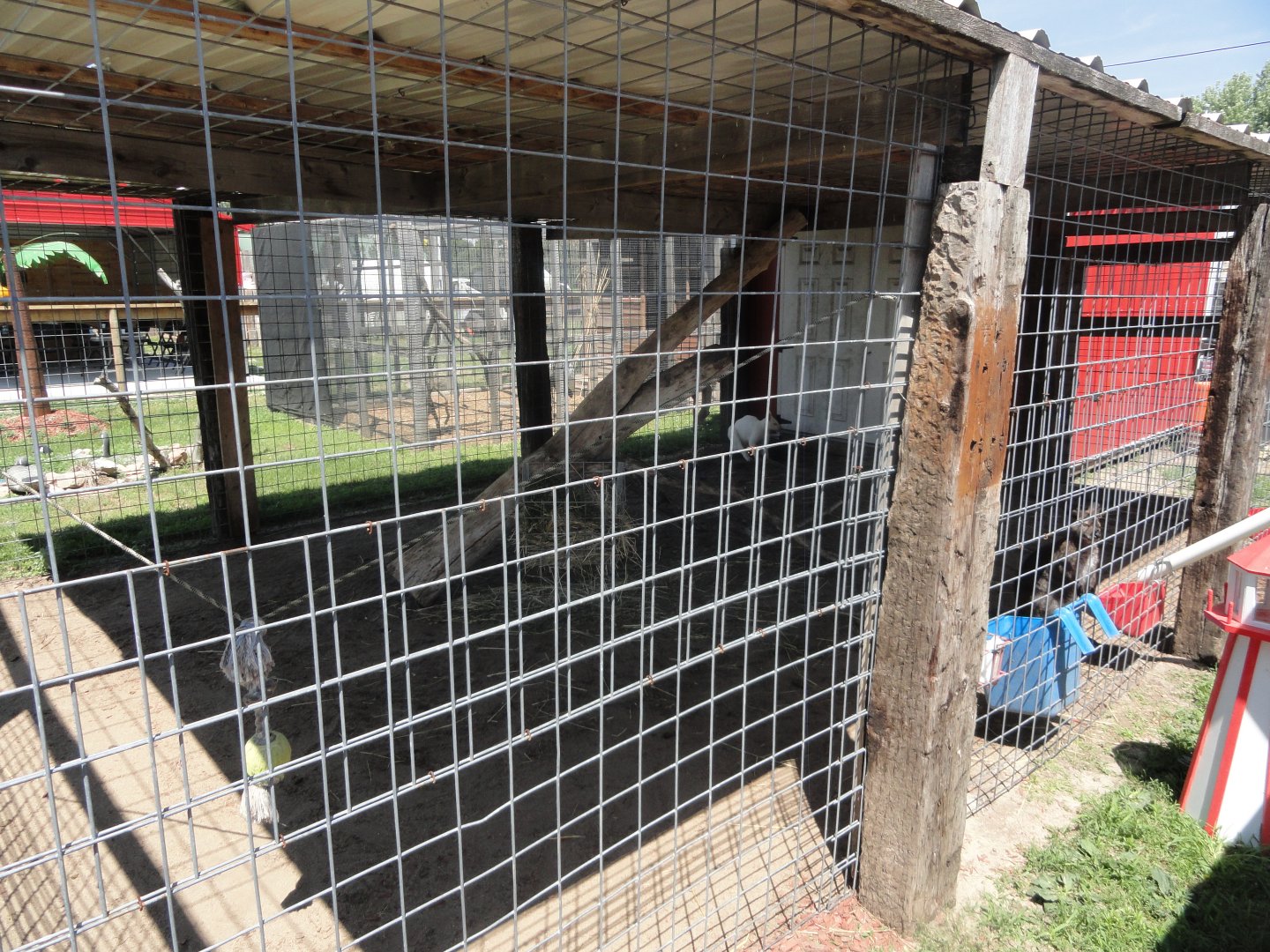 Red Necked Wallaby Exhibit