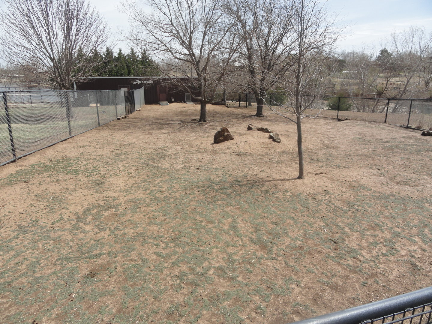 Red Necked Wallaby Exhibit