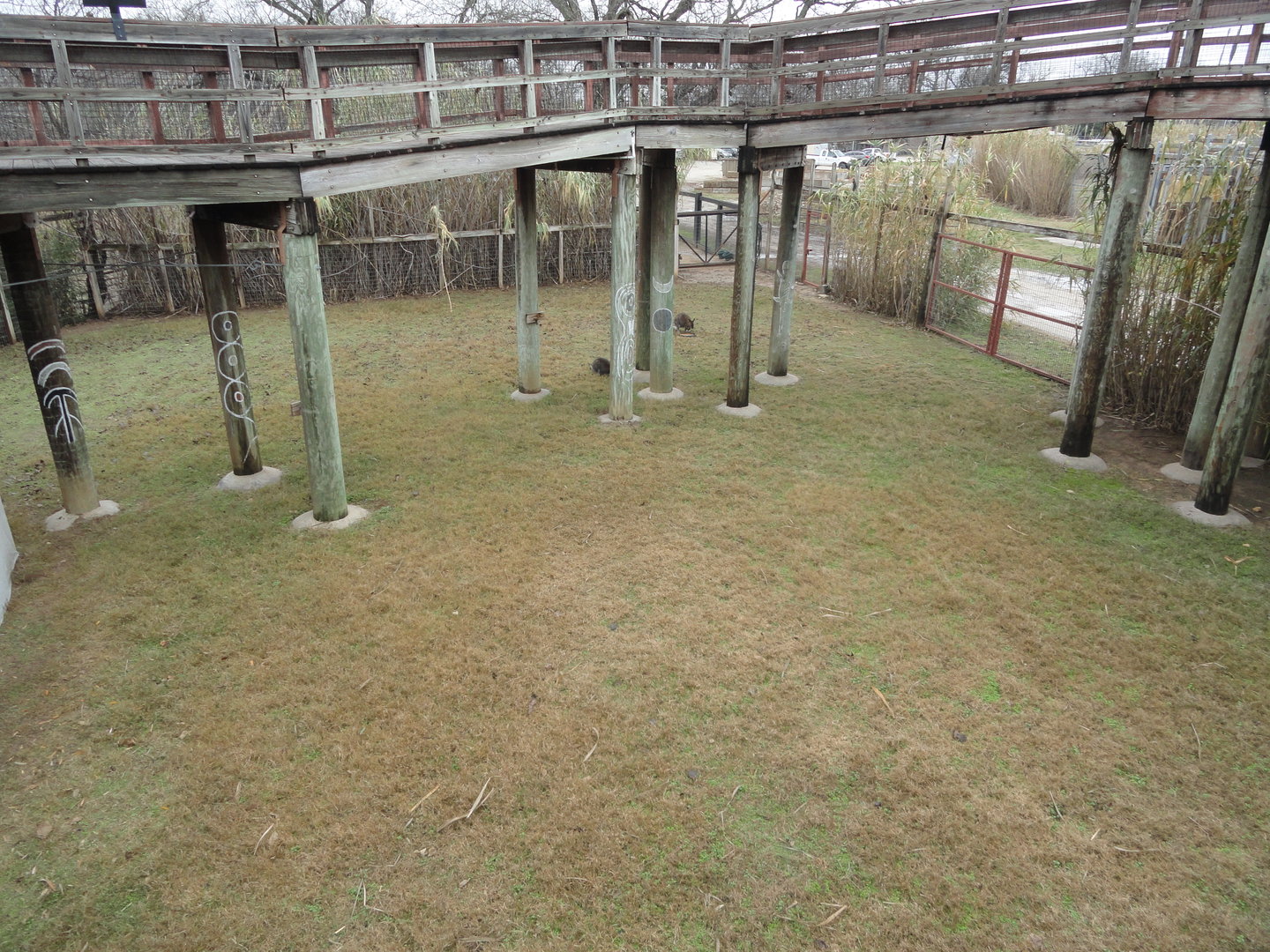 Red Necked Wallaby Exhibit