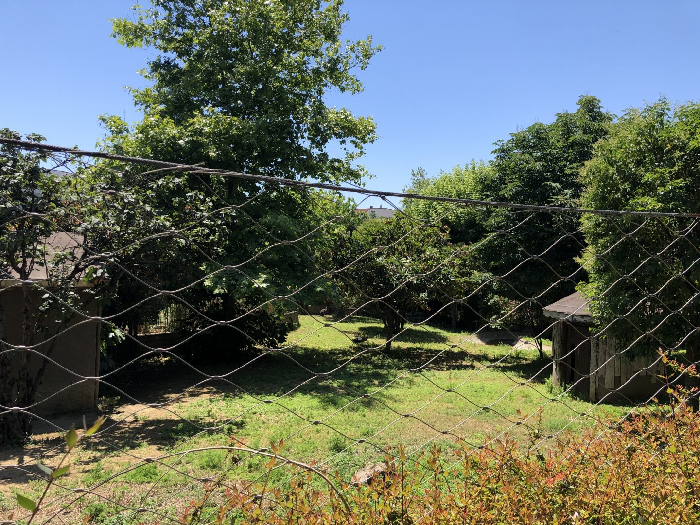 Red necked wallaby exhibit