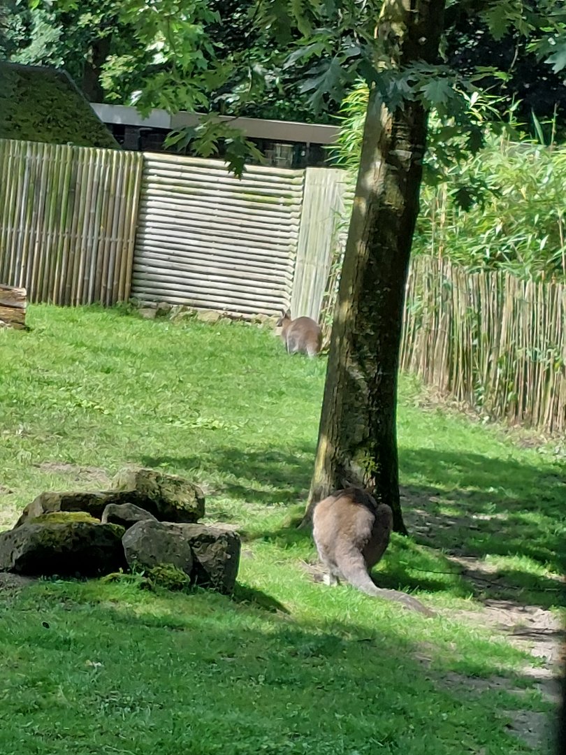 Red-necked wallaby exhibit