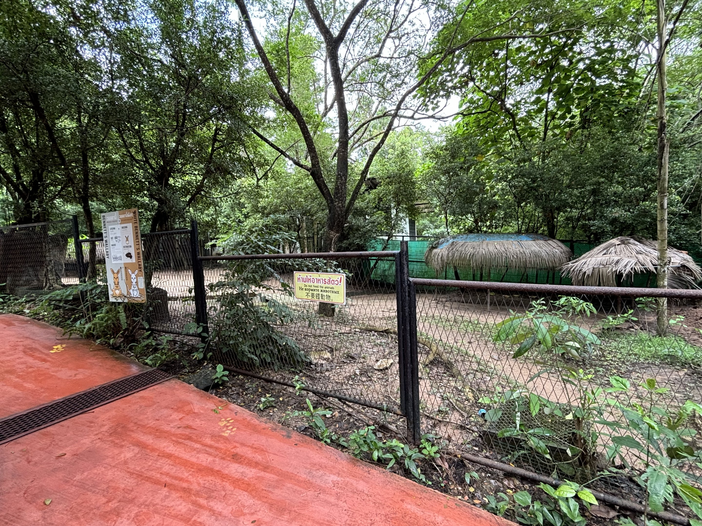 Red-necked Wallaby Exhibit