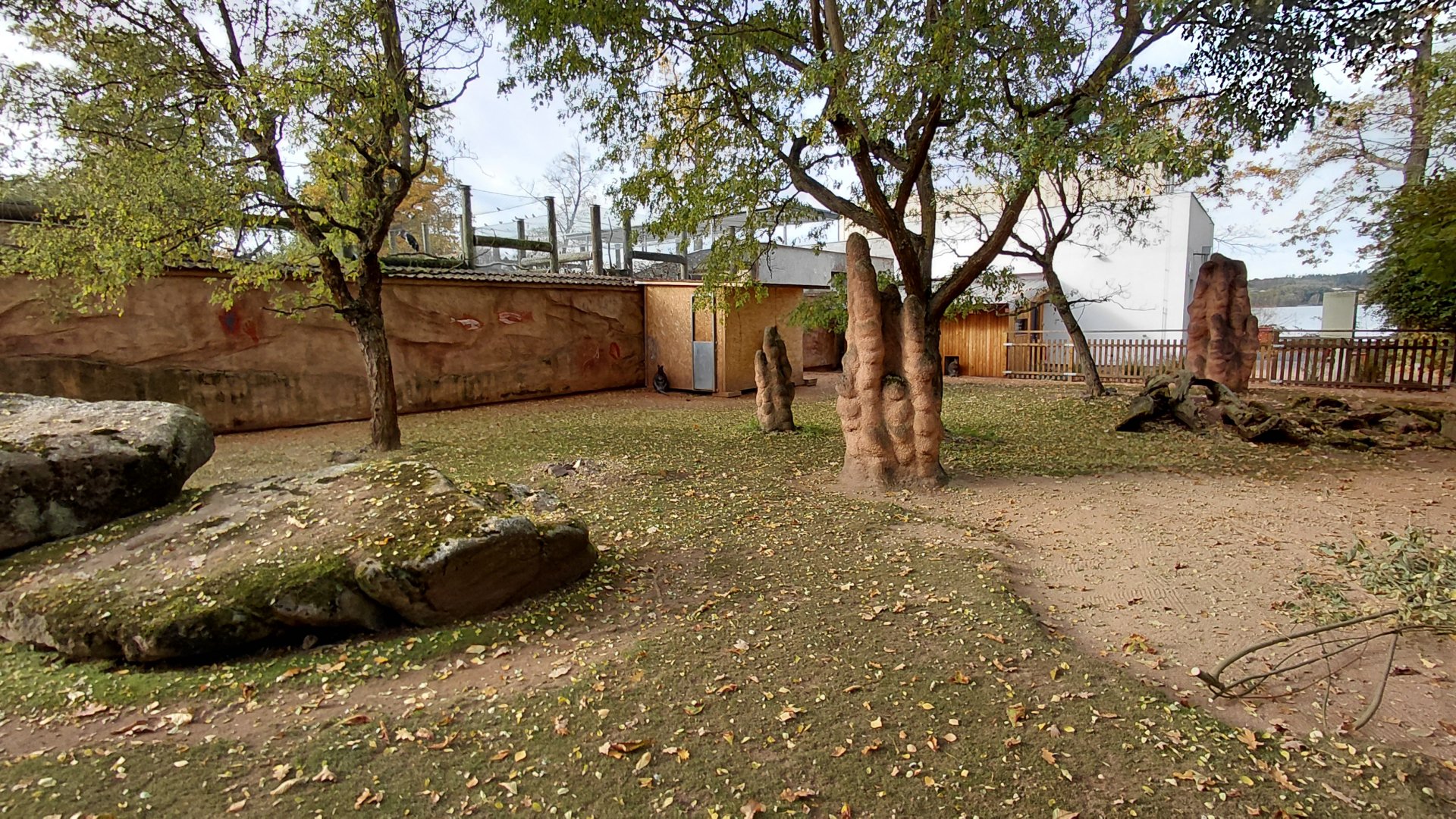 Red-necked wallaby exhibit