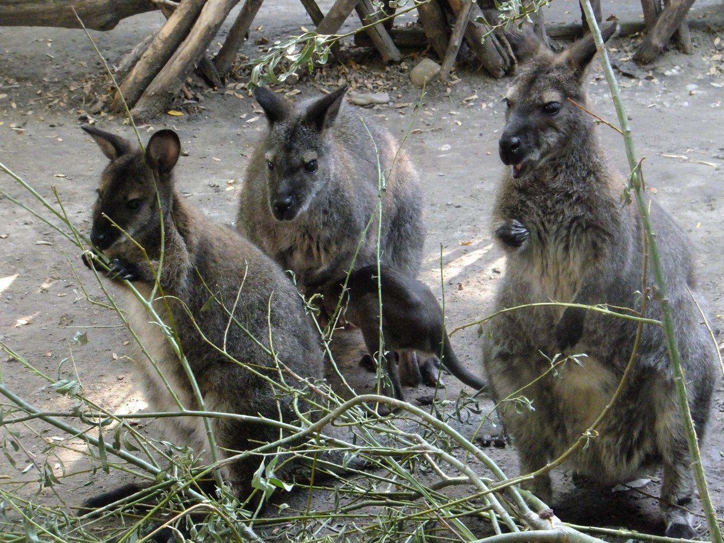 Red-necked wallaby family with a joey