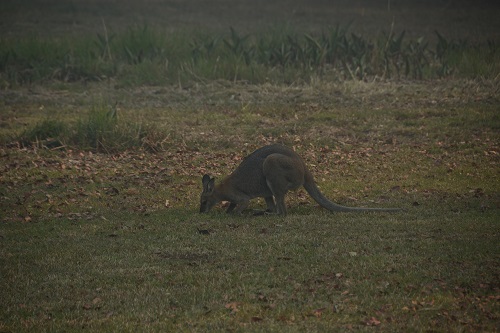 Red-necked wallaby feeding whilst bush fires blaze nearby.