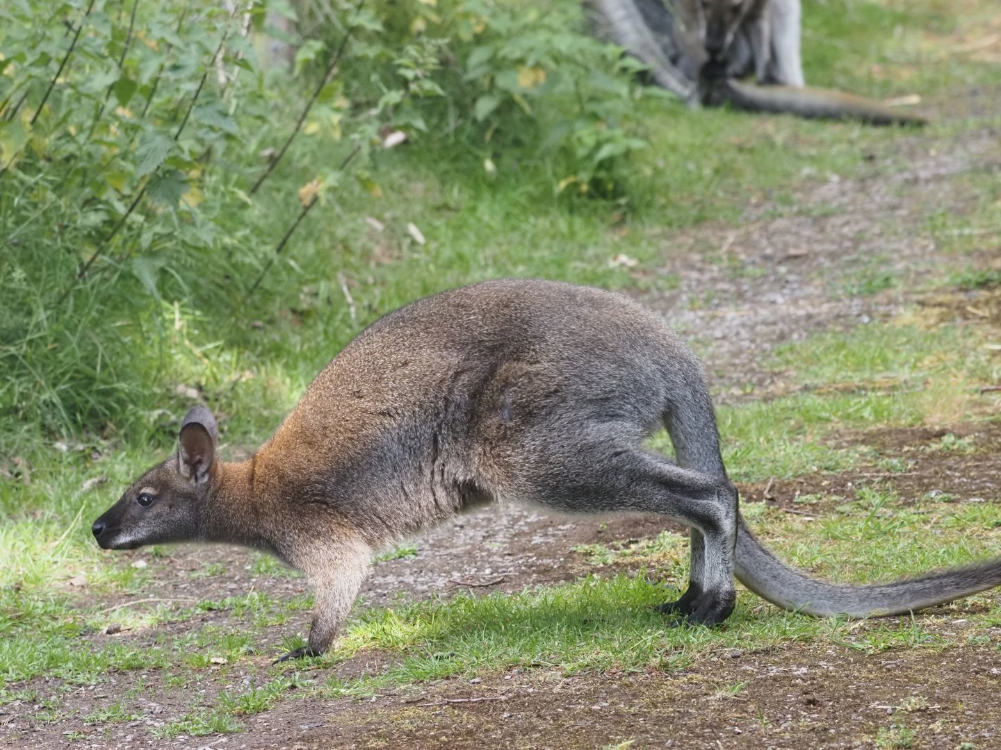 Red-Necked Wallaby (Free-Roaming)