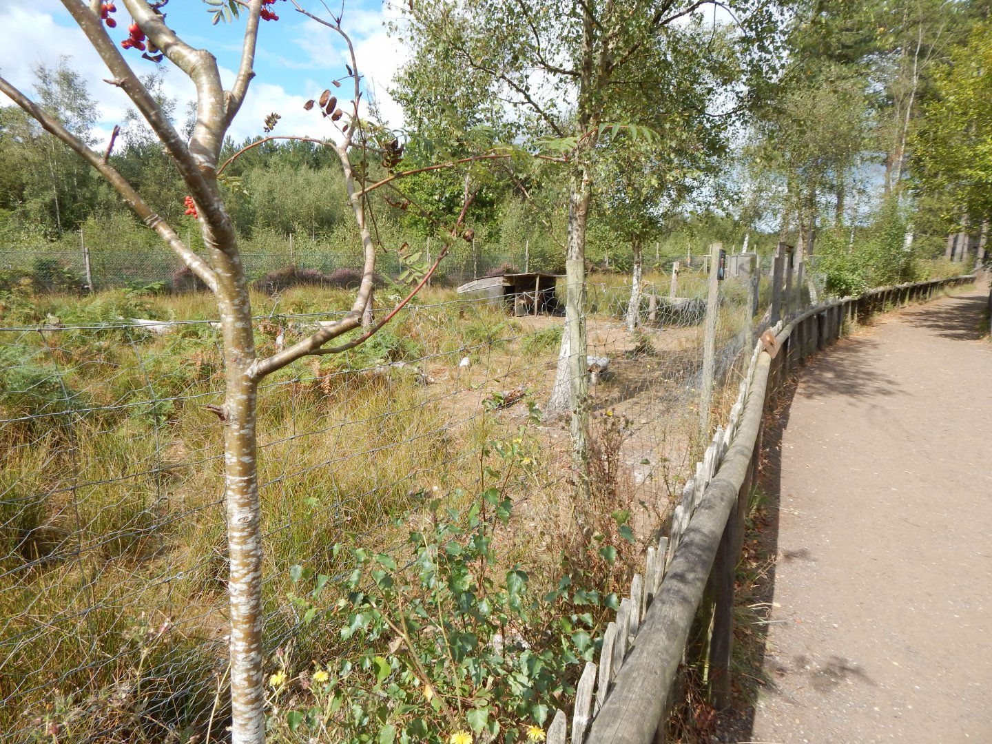 Red-necked wallaby habitat 030924