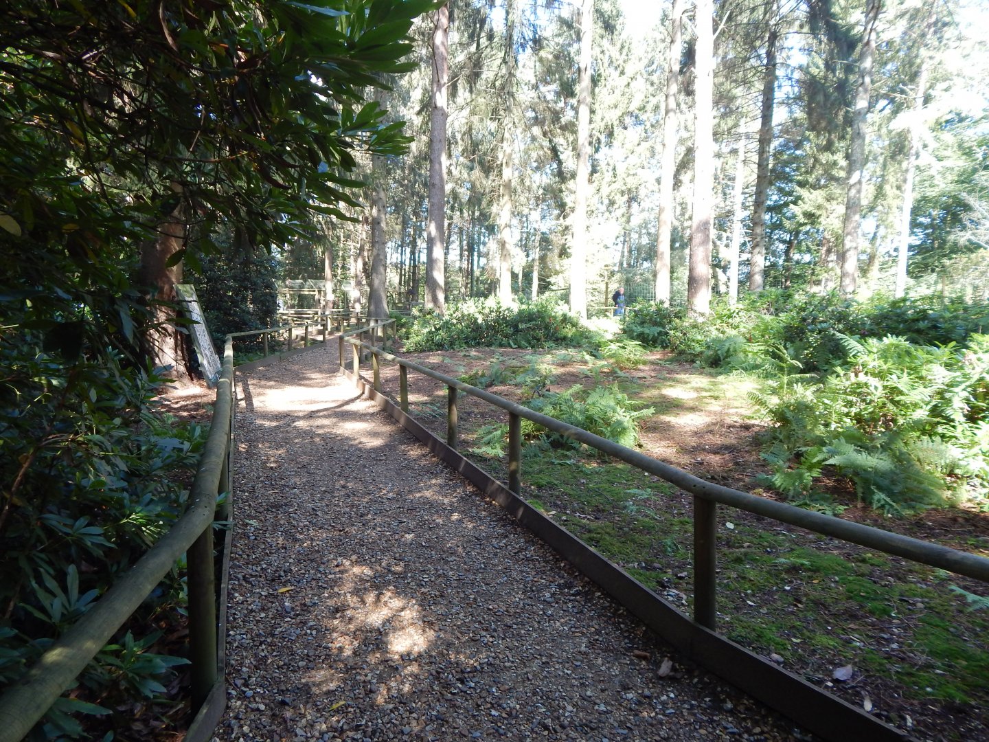 Red-necked wallaby habitat 130924