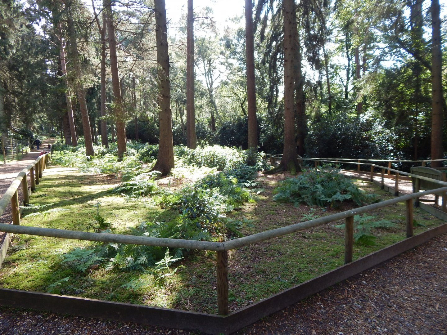 Red-necked wallaby habitat 130924