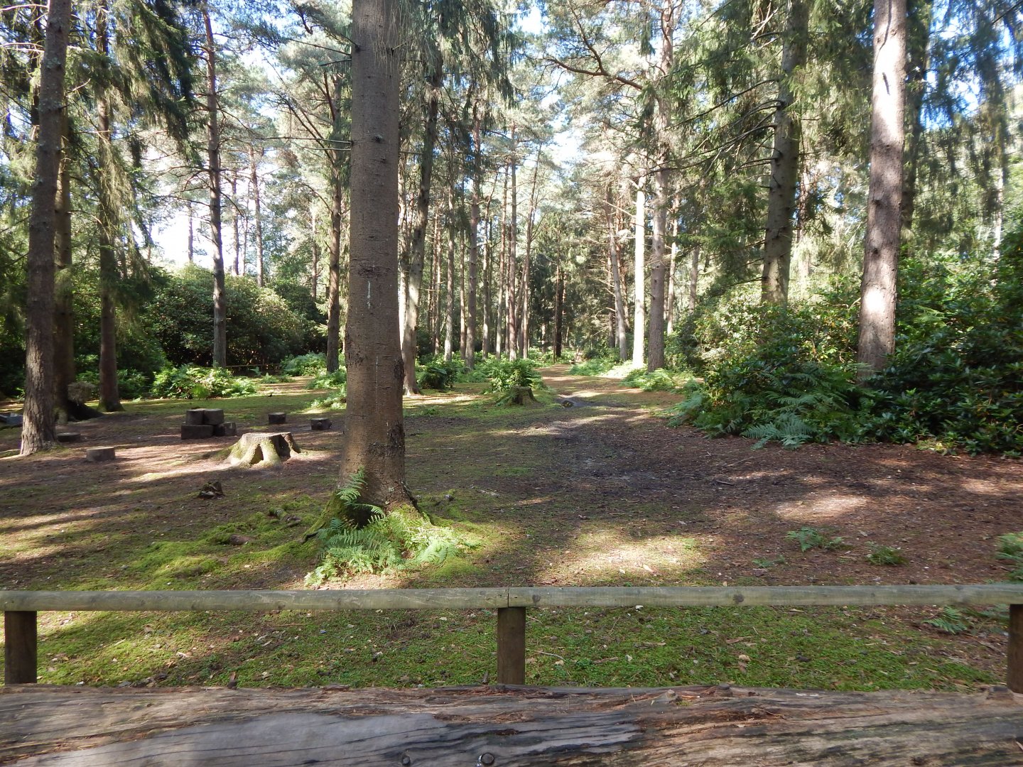 Red-necked wallaby habitat 130924