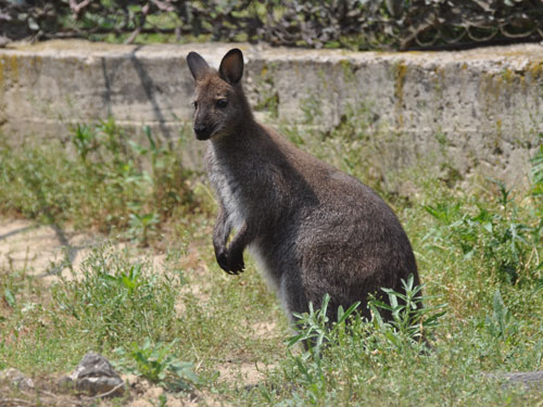Red-necked Wallaby in Kishinev Zoo