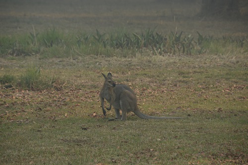 Red-necked wallaby in smokey conditions.