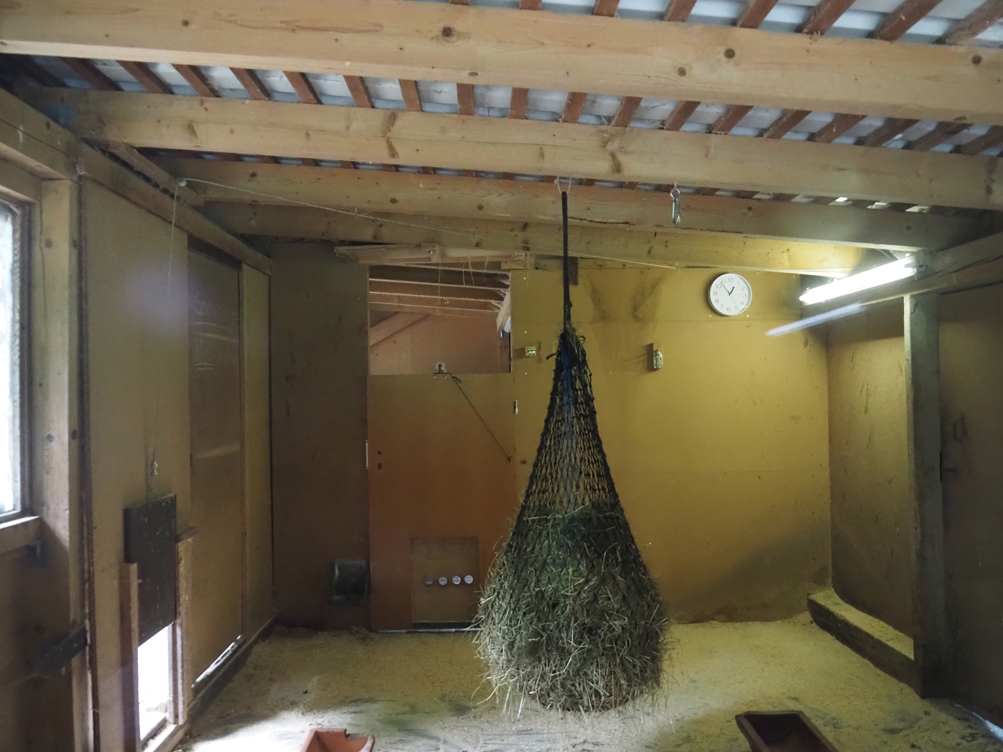 Red-necked wallaby indoor exhibit, 2025-05-22