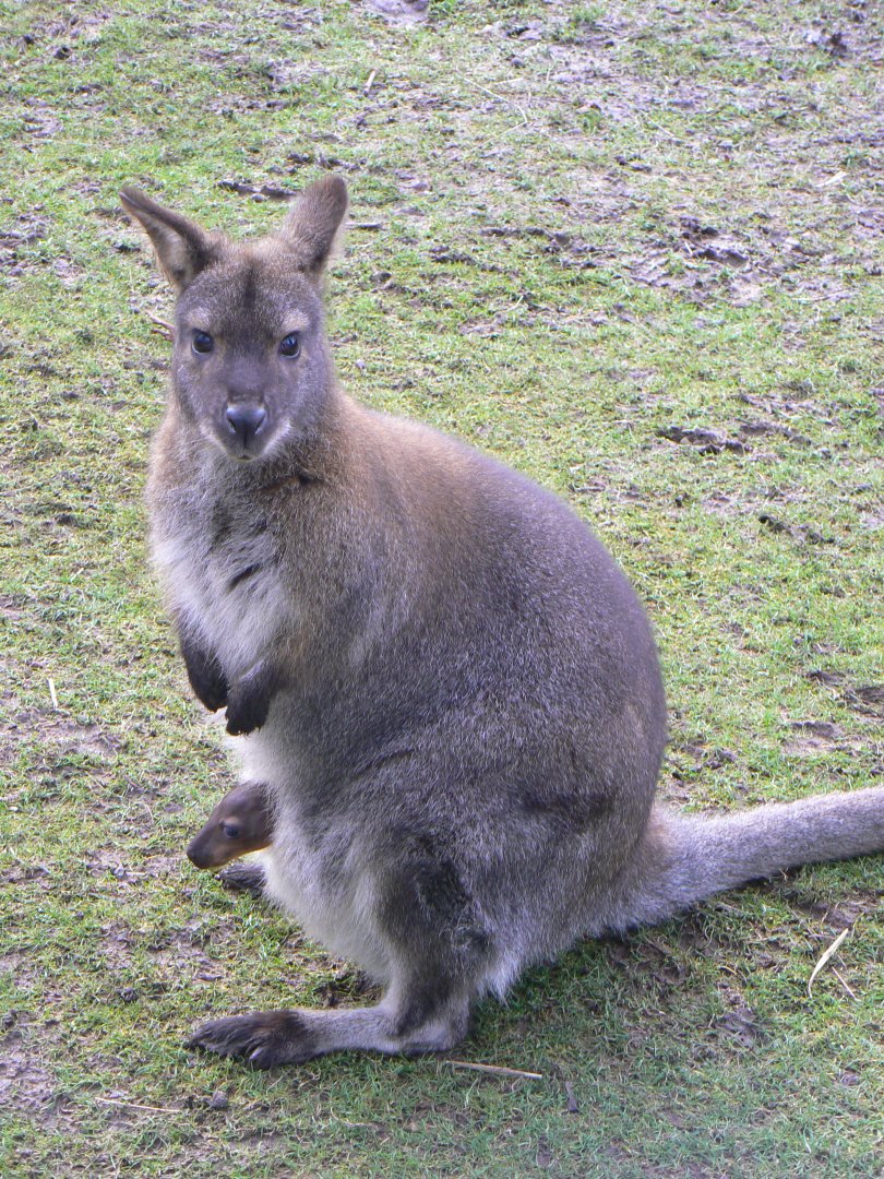 Red-necked Wallaby/ Joey - 12 February 2018