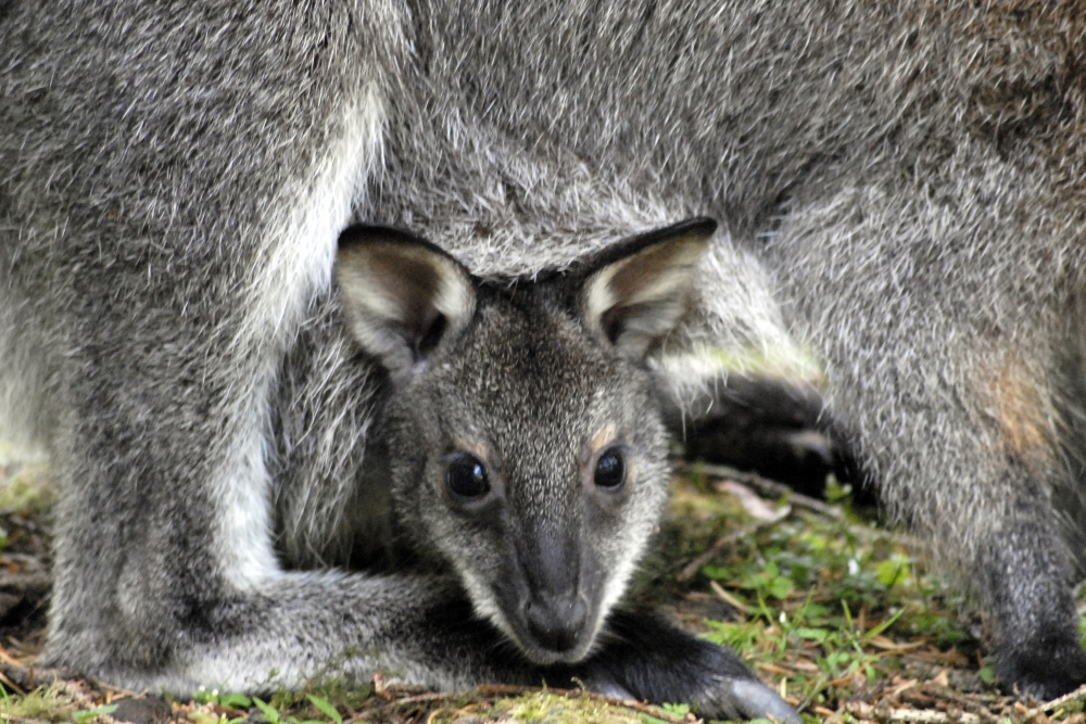 Red-Necked Wallaby Joey