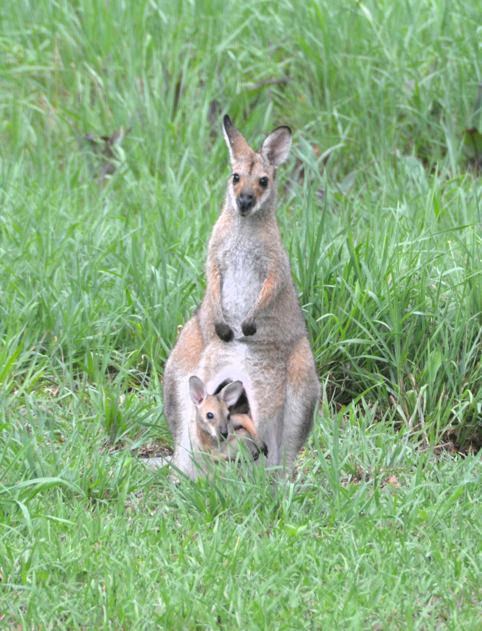 Red-necked wallaby + joey