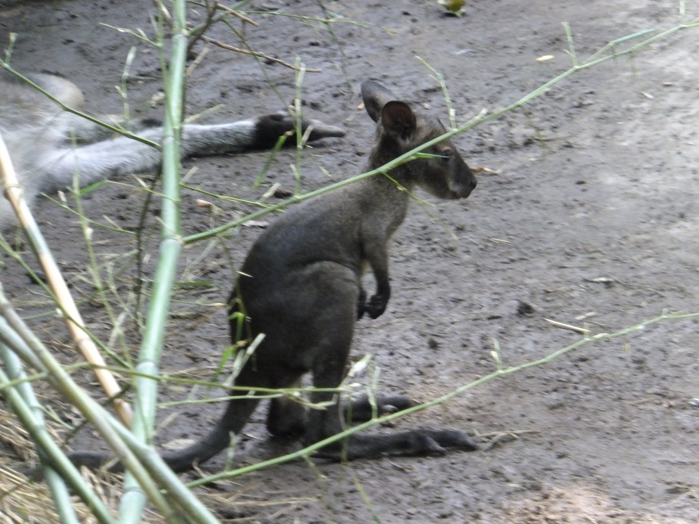 Red-necked wallaby joey