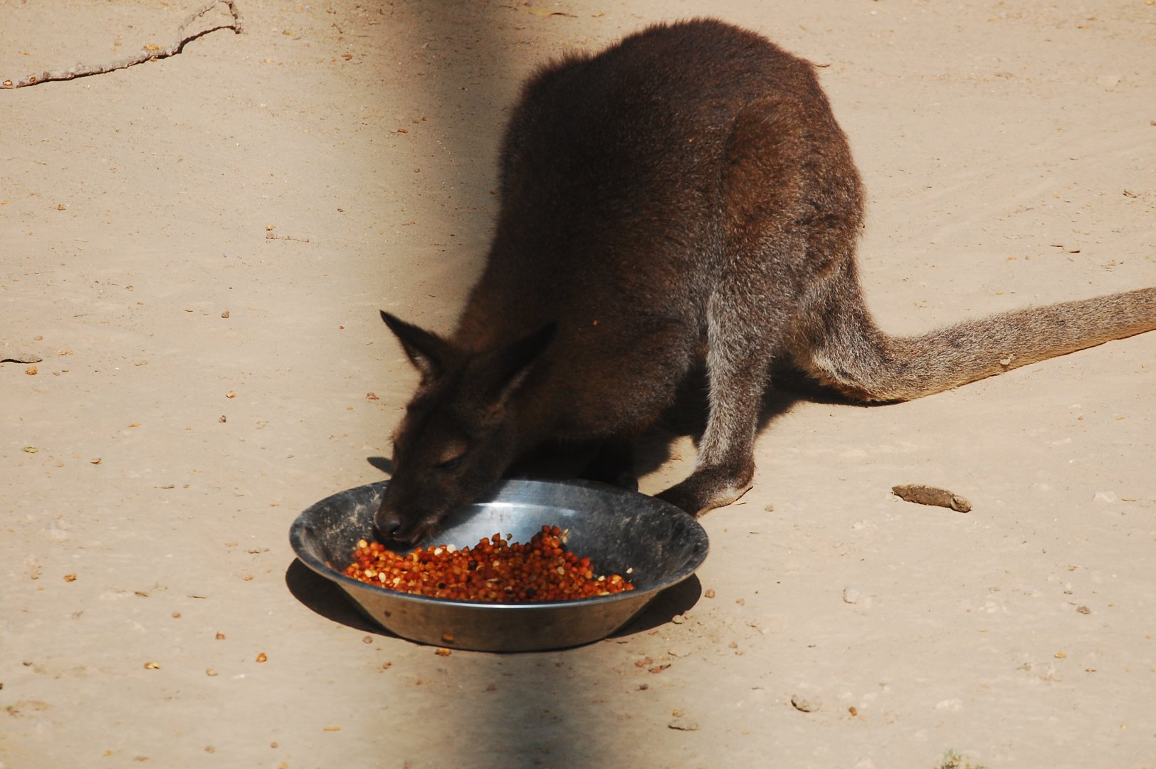 Red-necked wallaby - Lahore zoo 17/11/2019