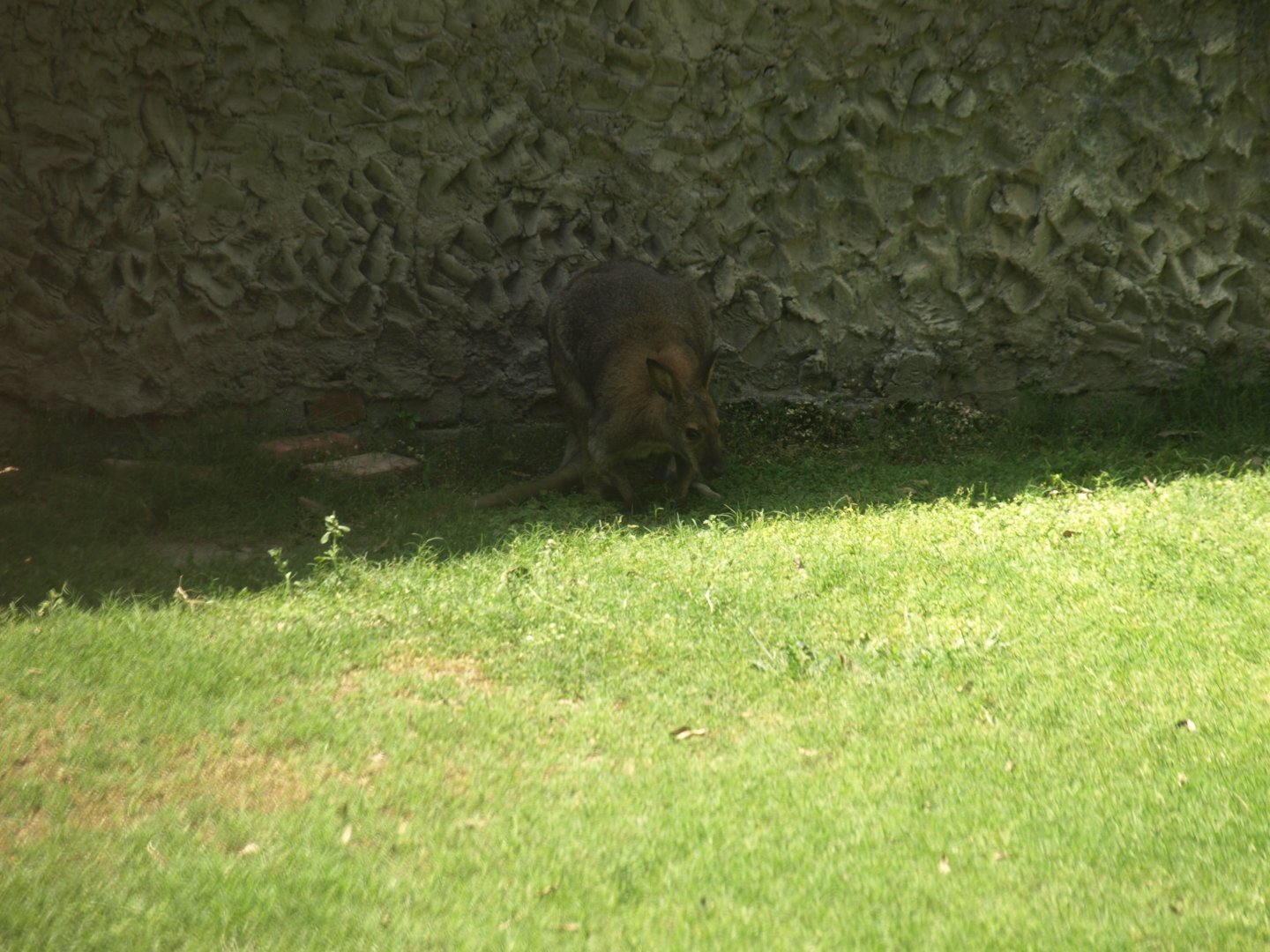 Red necked wallaby - Lahore zoo 8/4/2017