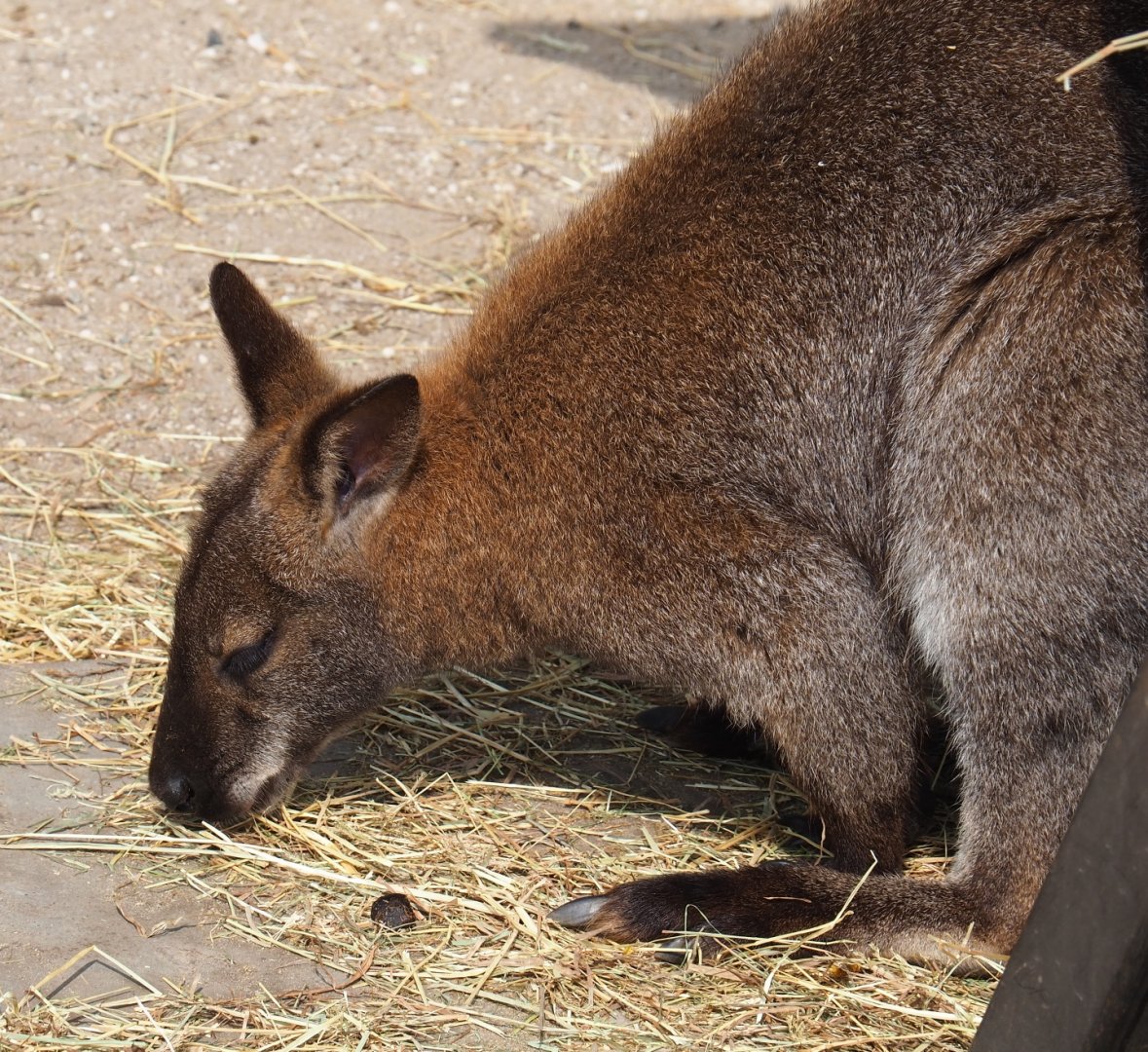 Red-necked wallaby (Macropus rufogriseus), 2019-04-06